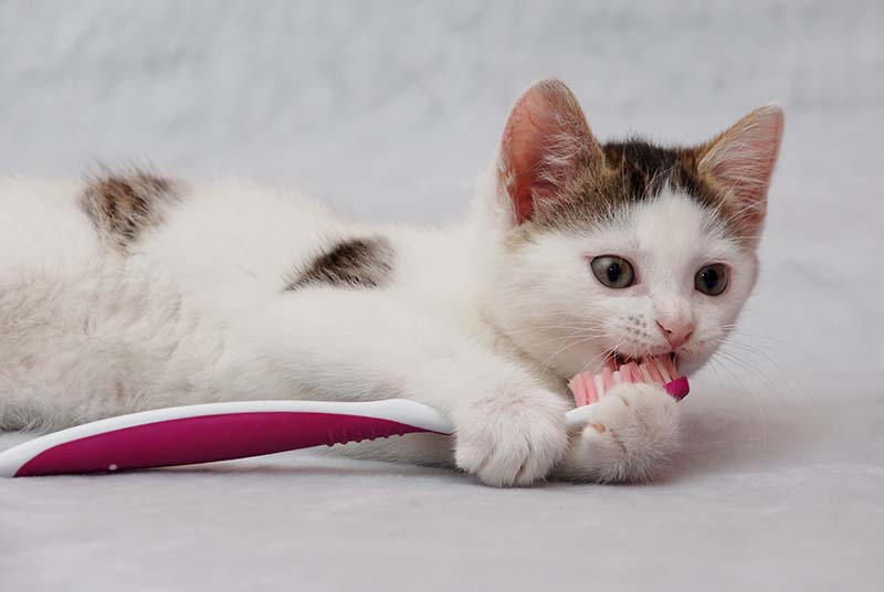 Kindness Pet Hospital East 30A, Seacrest, Florida