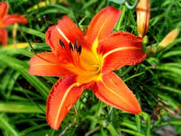 tiger lily