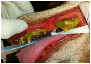 image_20150501160246420periodontal disease