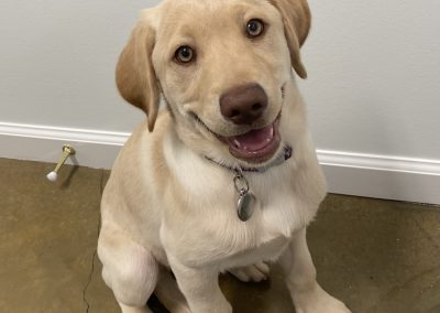 Cute white lab smiling with beautiful eyes - Kindness Pet Hospital in Santa Rosa Beach Florida