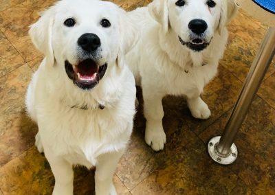 Two white lab puppies - Kindness Pet Hospital in Santa Rosa Beach Florida