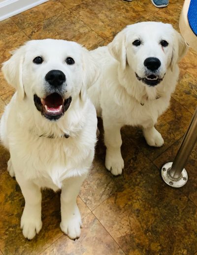 Two white lab puppies - Kindness Pet Hospital in Santa Rosa Beach Florida