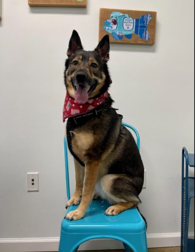 German Shepard sitting on blue chair at Vet - Kindness Pet Hospital in Santa Rosa Beach Florida