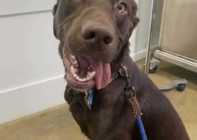 Brown lab playfully smiling with tongue sticking out - Kindness Pet Hospital in Santa Rosa Beach Florida