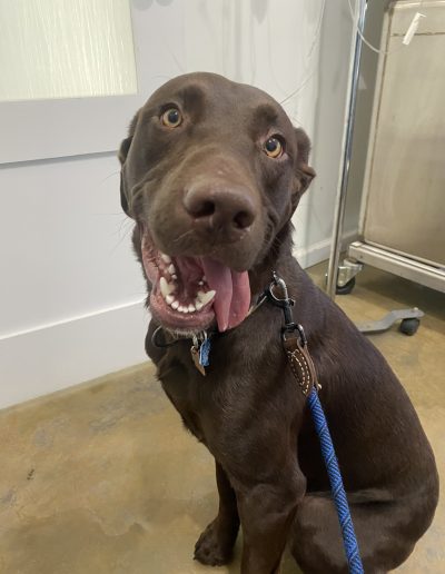 Brown lab playfully smiling with tongue sticking out - Kindness Pet Hospital in Santa Rosa Beach Florida