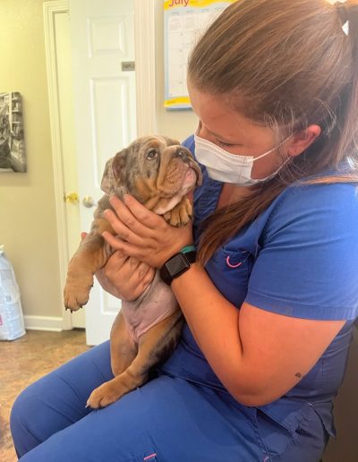 Vet technician holding bulldog puppy - Kindness Pet Hospital in Santa Rosa Beach Florida