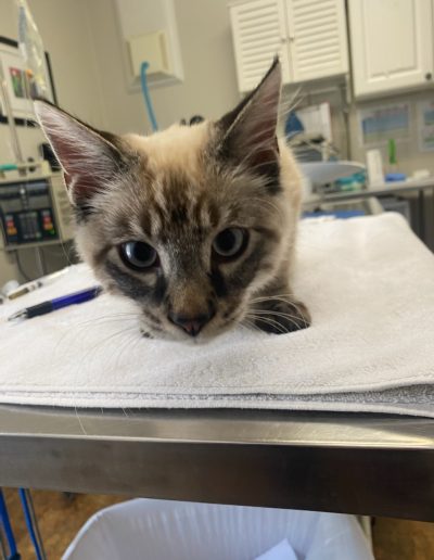 Birman cat at the Vet - Kindness Pet Hospital in Santa Rosa Beach Florida