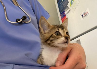 technician holding kitten - Kindness Pet Hospital in Santa Rosa Beach Florida