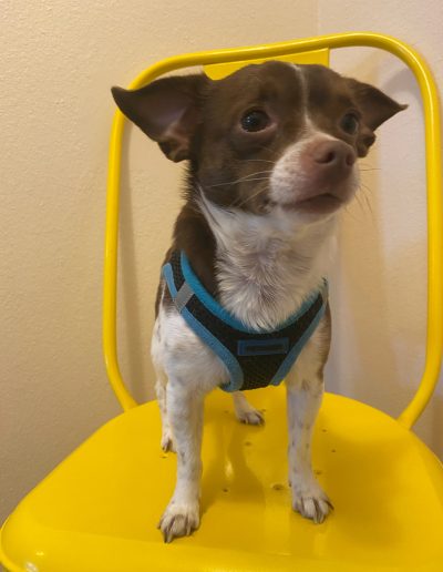 Brown Chihuahua dog at the Vet - Kindness Pet Hospital in Santa Rosa Beach Florida