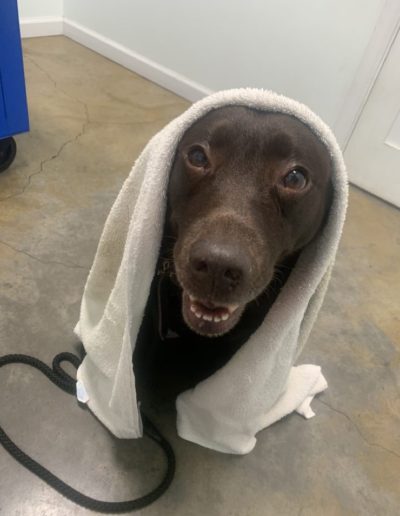 Brown lab smiling with towel on it head - Kindness Pet Hospital in Santa Rosa Beach Florida