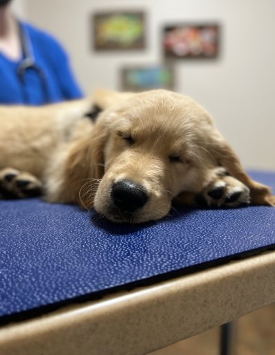 Gold retriever puppy asleep - Kindness Pet Hospital in Santa Rosa Beach Florida