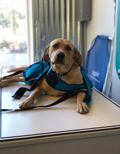 Dog on check up table at Vet - Kindness Pet Hospital in Santa Rosa Beach Florida