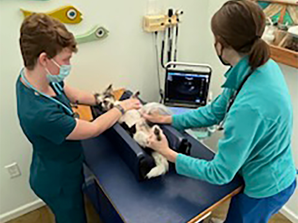 Ultrasound Kindness Pet Hospital