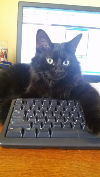 Kindness Pet Hospital cat