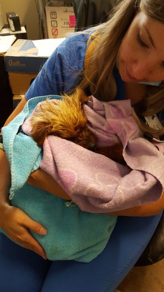 Kindness Pet Hospital