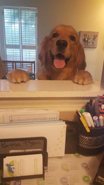 Kindness Pet Hospital dog