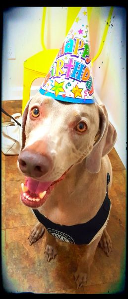 Kindness Pet Hospital happy birthday dog