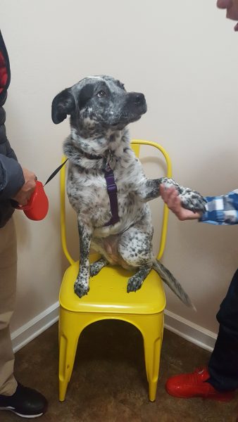 Kindness Pet Hospital dog