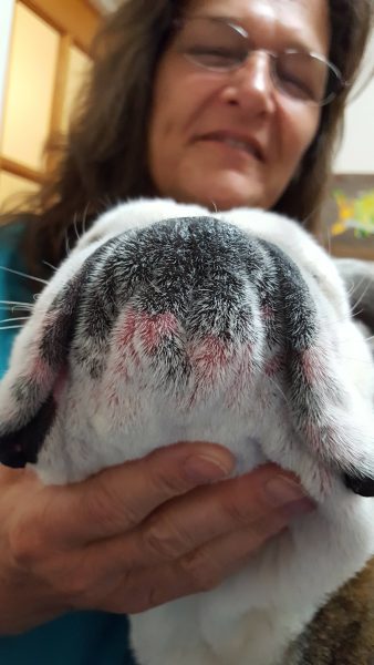 Kindness Pet Hospital