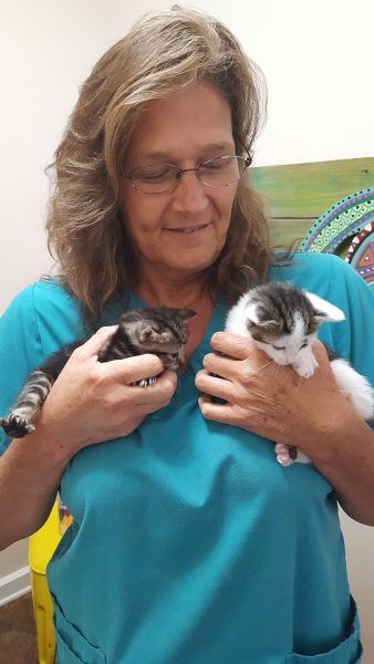 Kindness Pet Hospital kittens