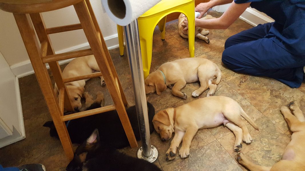 Kindness Pet Hospital puppies