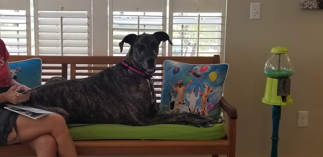 Kindness Pet Hospital great dane