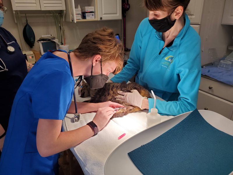 Kindness Pet Hospital