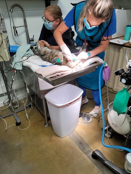 Kindness Pet Hospital