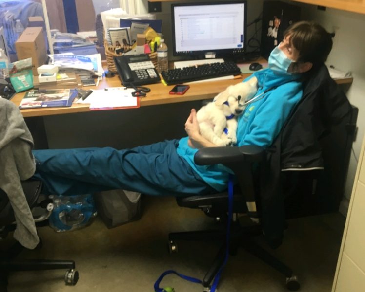 Kindness Pet Hospital